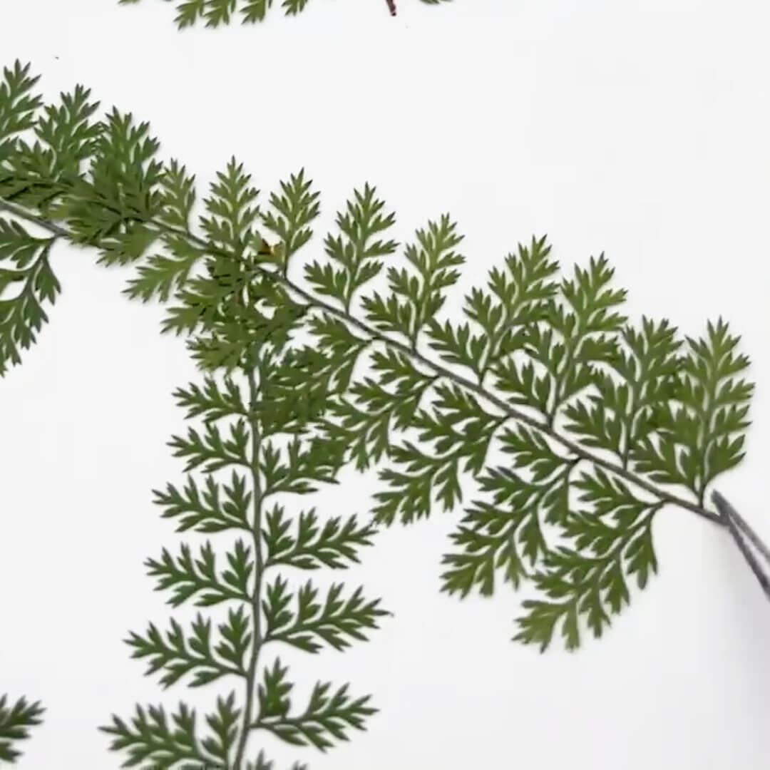 100Pcs Natural Rain Fern Leaf  - Resin Art Baby recension och pris
